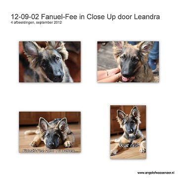 Mooie close up foto's van Fanuël-Fee gemaakt door Leanda (Oudduitse herder pup)